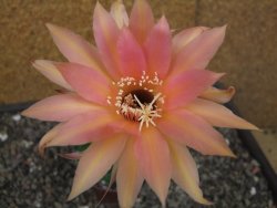 Echinopsis hybrid pot 7 cm - 12413086