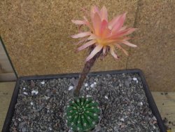 Echinopsis hybrid pot 7 cm - 12413088