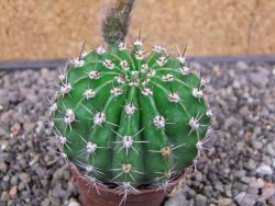 Echinopsis hybrid pot 7 cm - 12413089