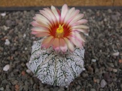 Astrophytum Z Jasenné pot 5,5 cm