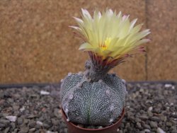 Astrophytum Z Jasenné pot 5,5 cm - 12413112