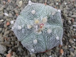 Astrophytum Z Jasenné pot 5,5 cm - 12413113