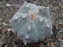 Astrophytum Z Jasenné pot 5,5 cm - 12413114