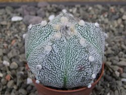 Astrophytum Z Jasenné pot 5,5 cm - 12413115