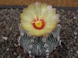 Astrophytum Z Jasenné květináč 7 cm