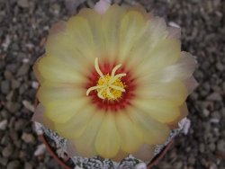 Astrophytum Z Jasenné květináč 7 cm - 12413117
