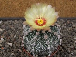 Astrophytum Z Jasenné květináč 7 cm - 12413118