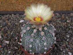 Astrophytum Z Jasenné květináč 7 cm - 12413119