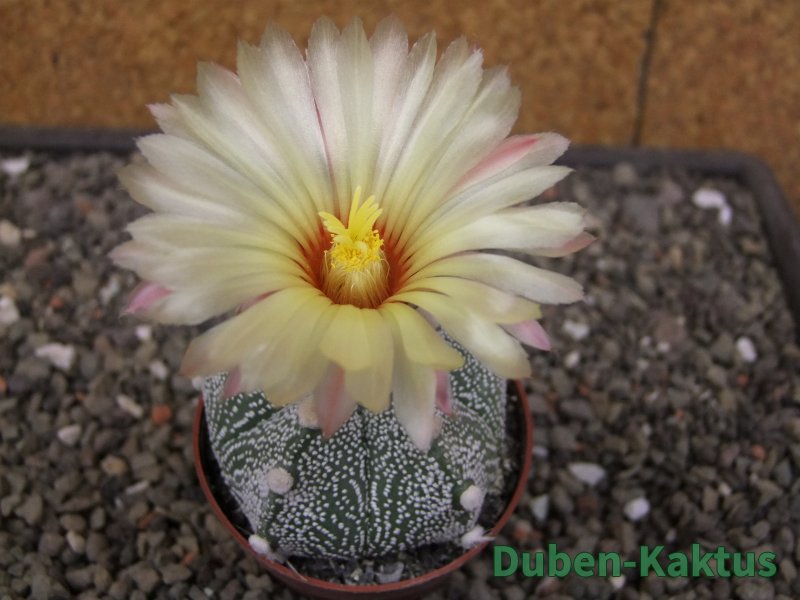 Astrophytum Z Jasenné květináč 6,5 cm