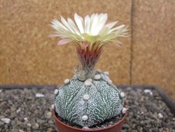 Astrophytum Z Jasenné květináč 6,5 cm - 12413126