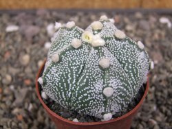 Astrophytum Z Jasenné květináč 6,5 cm - 12413129