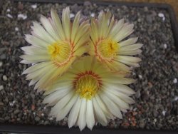 Astrophytum Z Jasenné květináč 6,5 cm - 12413132