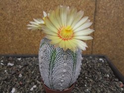 Astrophytum Z Jasenné květináč 6,5 cm
