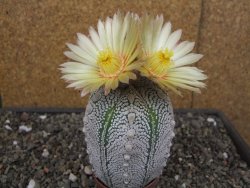 Astrophytum Z Jasenné květináč 6,5 cm - 12413134
