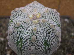 Astrophytum Z Jasenné květináč 6,5 cm - 12413136