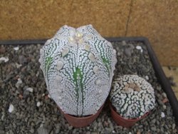 Astrophytum Z Jasenné květináč 6,5 cm - 12413139
