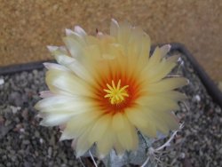Astrophytum niveum pot 7 cm - 12413141