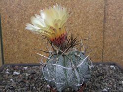 Astrophytum niveum pot 7 cm - 12413142