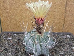 Astrophytum niveum pot 7 cm - 12413143