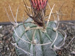 Astrophytum niveum pot 7 cm - 12413144