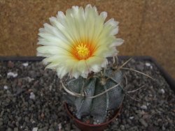 Astrophytum niveum pot 7 cm