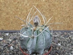 Astrophytum niveum pot 7 cm - 12413149