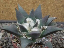 Ariocarpus retusus květináč 5,5 cm cites IA