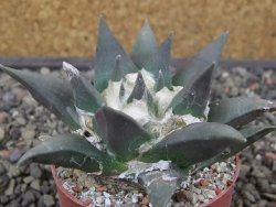 Ariocarpus retusus květináč 5,5 cm cites IA - 12413157