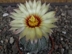 Astrophytum Z Jasenné květináč 5,5 cm