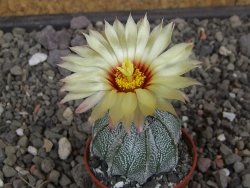 Astrophytum Z Jasenné květináč 5,5 cm - 12413172