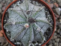 Astrophytum Z Jasenné květináč 5,5 cm - 12413177