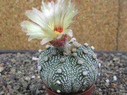 Astrophytum Z Jasenné květináč 5,5 cm - 12413181