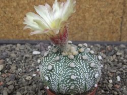 Astrophytum Z Jasenné květináč 5,5 cm - 12413182