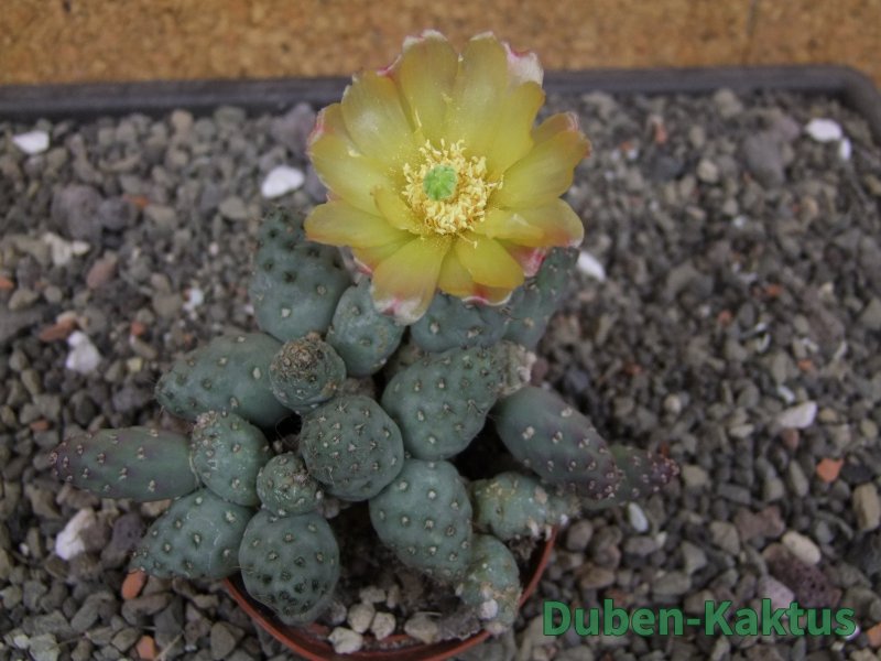 Puna mandragora, květináč 7 cm