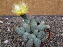 Puna mandragora, květináč 7 cm - 12413189