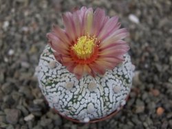 Astrophytum Super Kabuto X red flower oibo, pot 5,5 cm