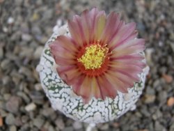 Astrophytum Super Kabuto X red flower oibo, pot 5,5 cm - 12413196