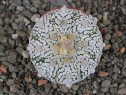 Astrophytum Super Kabuto X red flower oibo, pot 5,5 cm - 12413200