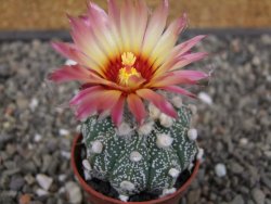 Astrophytum asterias X red flower akabana květináč 5,5 cm