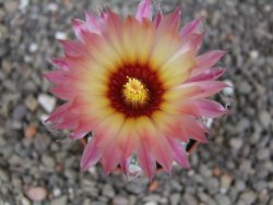 Astrophytum asterias X red flower akabana květináč 5,5 cm - 12413203