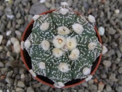 Astrophytum asterias X red flower akabana květináč 5,5 cm - 12413207