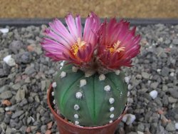 Astrophytum asterias nudum X red flower akabana květináč 5,5 cm
