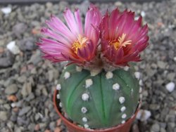Astrophytum asterias nudum X red flower akabana květináč 5,5 cm - 12413211