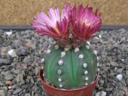 Astrophytum asterias nudum X red flower akabana květináč 5,5 cm - 12413212