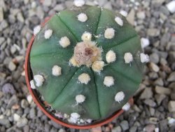 Astrophytum asterias nudum X red flower akabana květináč 5,5 cm - 12413213