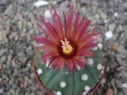 Astrophytum asterias nudum X red flower akabana květináč 5,5 cm