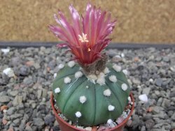 Astrophytum asterias nudum X red flower akabana květináč 5,5 cm - 12413217