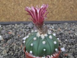 Astrophytum asterias nudum X red flower akabana květináč 5,5 cm - 12413218