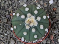 Astrophytum asterias nudum X red flower akabana květináč 5,5 cm - 12413220