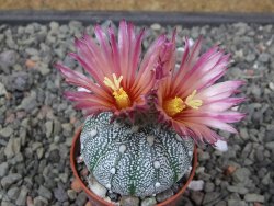 Astrophytum Hanazano Kabuto X red flower akabana květináč 5,5 cm - 12413221